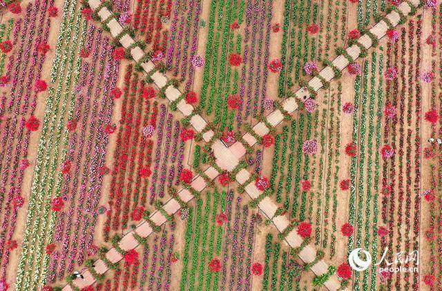 皇冠登1登2登3代理
_河南南阳:月季满城绽放“花样经济”