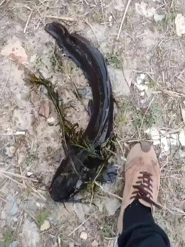皇冠信用最新地址_大连西山水库出现成群黑色大鱼皇冠信用最新地址，最长近一米！专家确认系外来物种埃及塘鲺