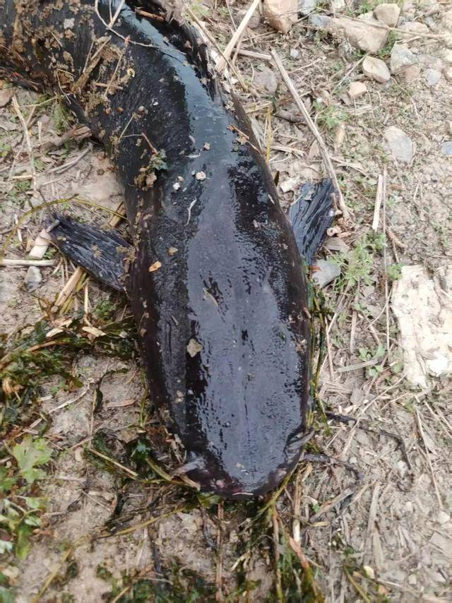 皇冠信用最新地址_大连西山水库出现成群黑色大鱼皇冠信用最新地址，最长近一米！专家确认系外来物种埃及塘鲺