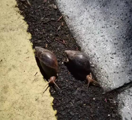 皇冠信用網登3代理_雨后大量出现皇冠信用網登3代理，广州街坊：一墙都是看得头皮发麻……提醒：不要碰也不要吃！