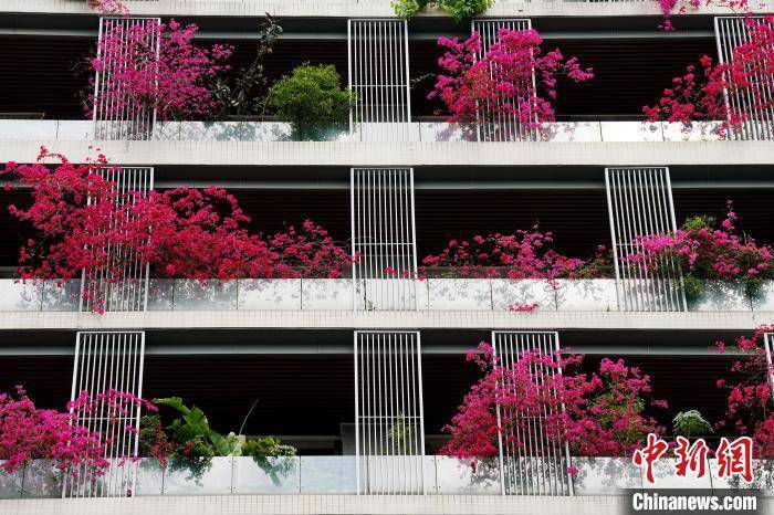 皇冠公司的代理怎么拿_成都一栋30层高居民楼被三角梅扮靓