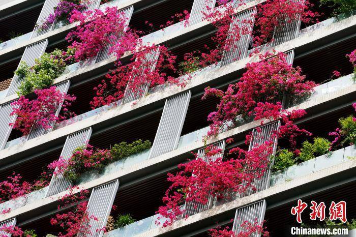 皇冠公司的代理怎么拿_成都一栋30层高居民楼被三角梅扮靓