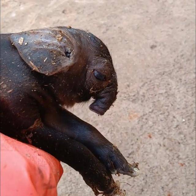 怎么申请皇冠信用網_猪生象？云南一母猪诞下两只猪仔形似大象怎么申请皇冠信用網，专家回应