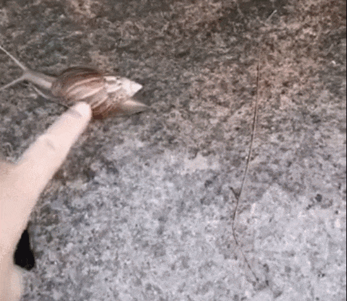 皇冠信用網代理_别碰！别吃！别养！一只就携带100条虫皇冠信用網代理，看到赶紧远离