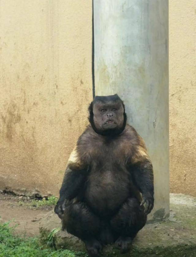 皇冠登3管理出租_网红猴“大壮”突然离世皇冠登3管理出租！曾因方脸“丑”出圈