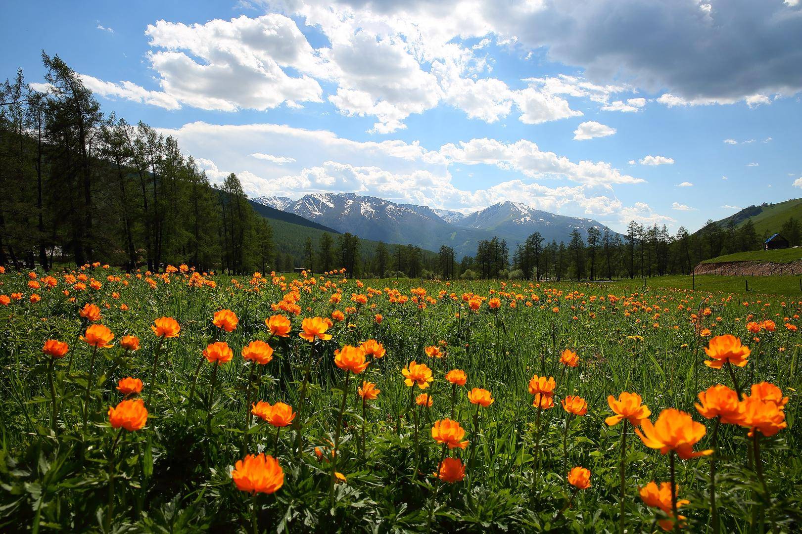 皇冠信用网会员开户_价值18万元！两人为食用皇冠信用网会员开户，在新疆阿勒泰垂钓上百尾北极茴鱼 法院判了