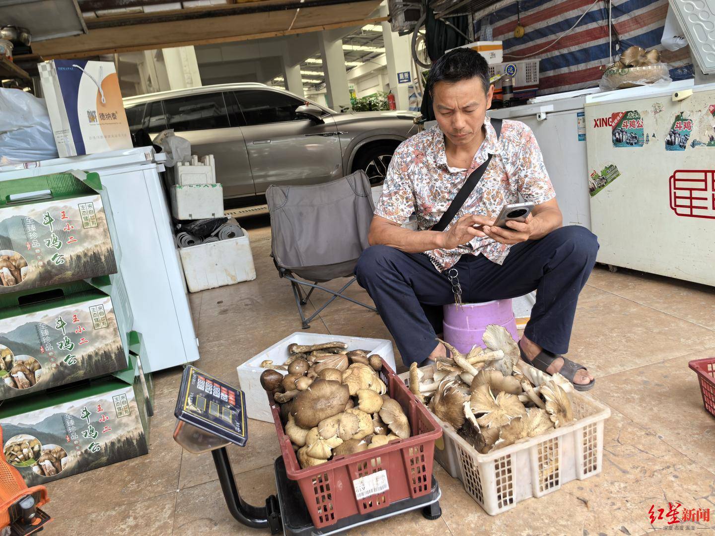 皇冠信用网代理注册_“天价”鸡枞调查：最贵卖到1800元/公斤！雨水少致产量低皇冠信用网代理注册，多地价高客少