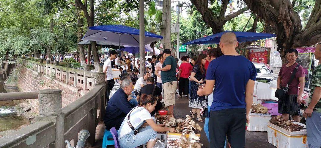 皇冠信用网代理注册_“天价”鸡枞调查：最贵卖到1800元/公斤！雨水少致产量低皇冠信用网代理注册，多地价高客少