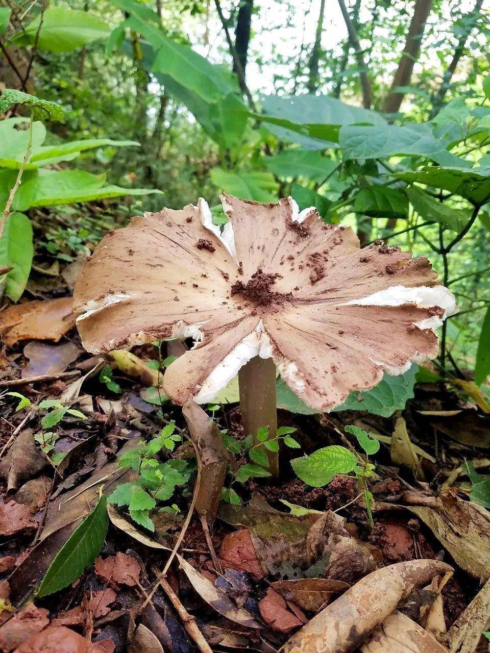 皇冠信用网代理注册_“天价”鸡枞调查：最贵卖到1800元/公斤！雨水少致产量低皇冠信用网代理注册，多地价高客少