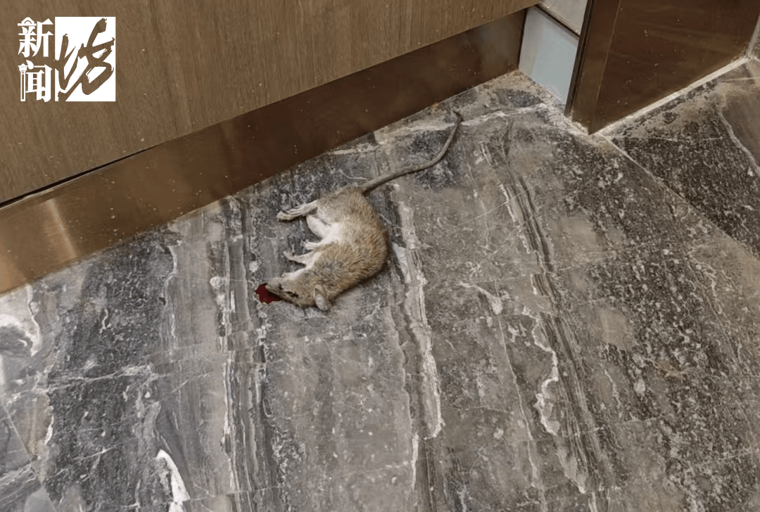 皇冠信用网出租_垃圾堆满皇冠信用网出租，臭到离谱！上海顶流豪宅业主也拾荒？邻居直呼倒大霉，不能忍！