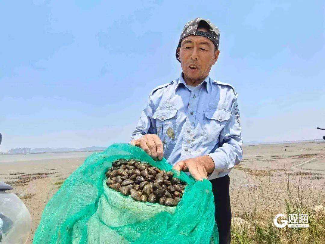 皇冠信用网代理_正是肥的时候！每天上万斤在青岛这里上岸皇冠信用网代理，很多人爱吃......