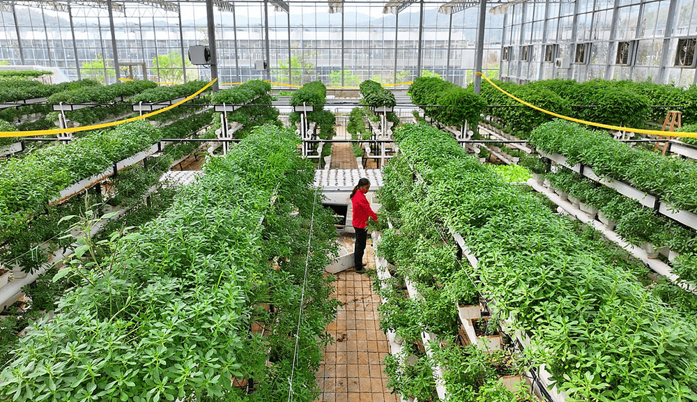 阿尔艾因vs尤文图斯_全国政协常委、江西省政协副主席谢茹经济日报刊文：如何纾解粮菜争地之困