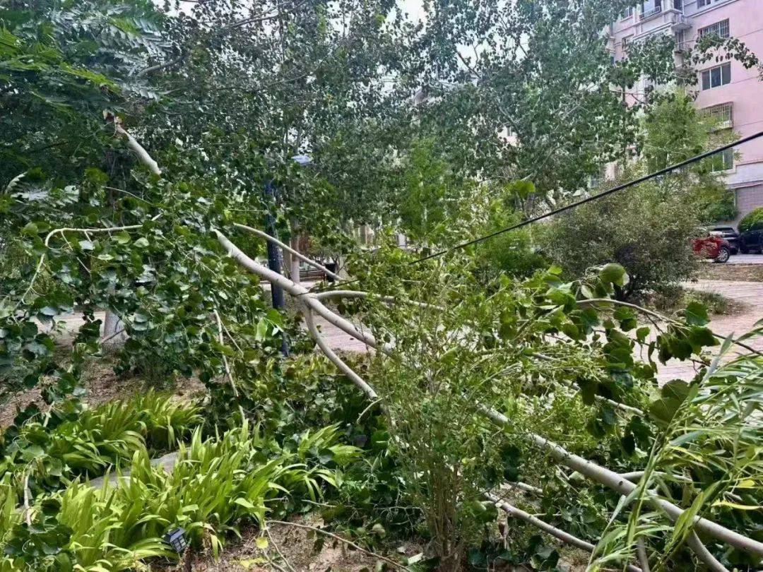 萨尔茨堡红牛足球_天津：雨下了萨尔茨堡红牛足球！树倒了！10级大风！黄色预警！