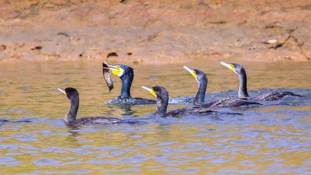 拜仁慕尼黑v小保加_市民欲买10只鸬鹚在长江捕鱼致富拜仁慕尼黑v小保加,水务局:它是禁用渔具,在禁渔区使用最高可判三年