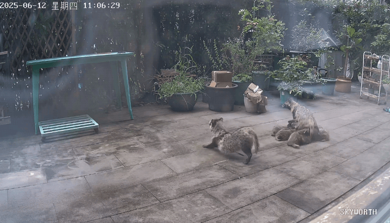 昂热VS巴黎足球会_上海一小区居民苦恼新邻居:突然搬来让人提心吊胆昂热VS巴黎足球会!不能抓不能打