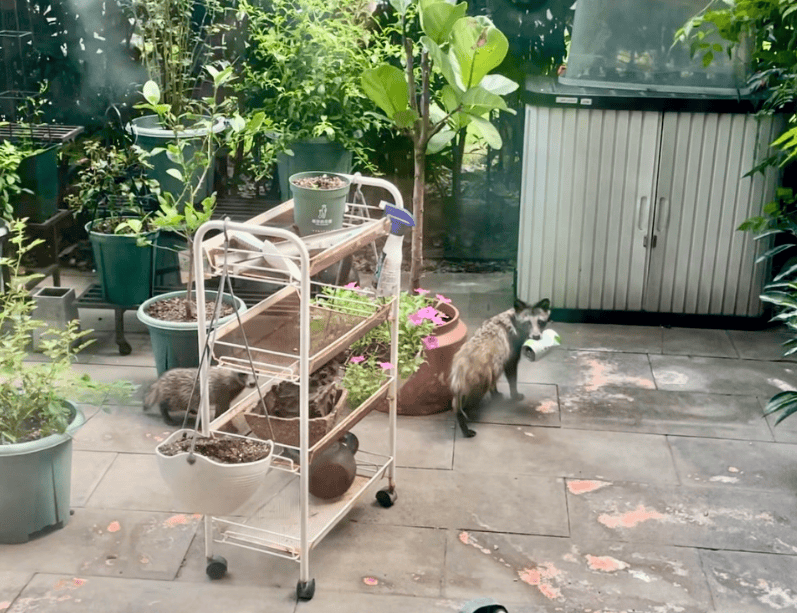 昂热VS巴黎足球会_上海一小区居民苦恼新邻居:突然搬来让人提心吊胆昂热VS巴黎足球会!不能抓不能打