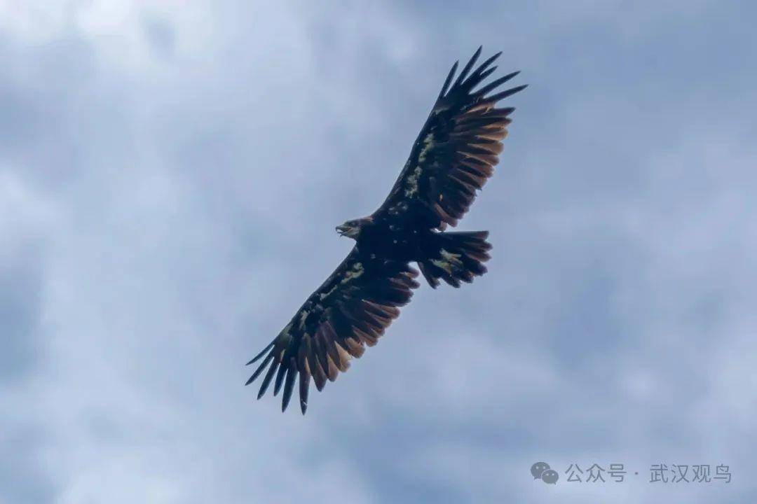 皇冠信用网怎么开户_首次皇冠信用网怎么开户!40℃的武汉冒出一只乌雕!身穿“羽绒服”的它边飞边张口散热