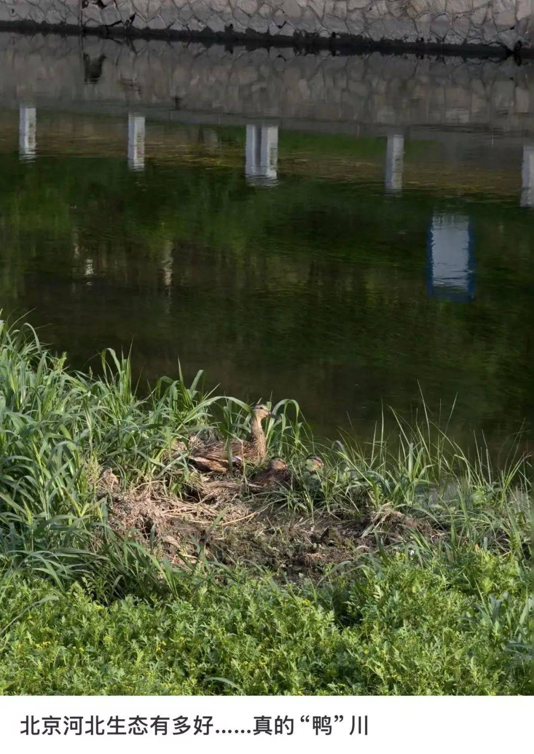 皇冠信用网会员申请_缺水的北京皇冠信用网会员申请，被北漂强行玩成了威尼斯