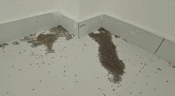 皇冠信用網登2代理_河南极端高温 蚊子都被热死皇冠信用網登2代理了