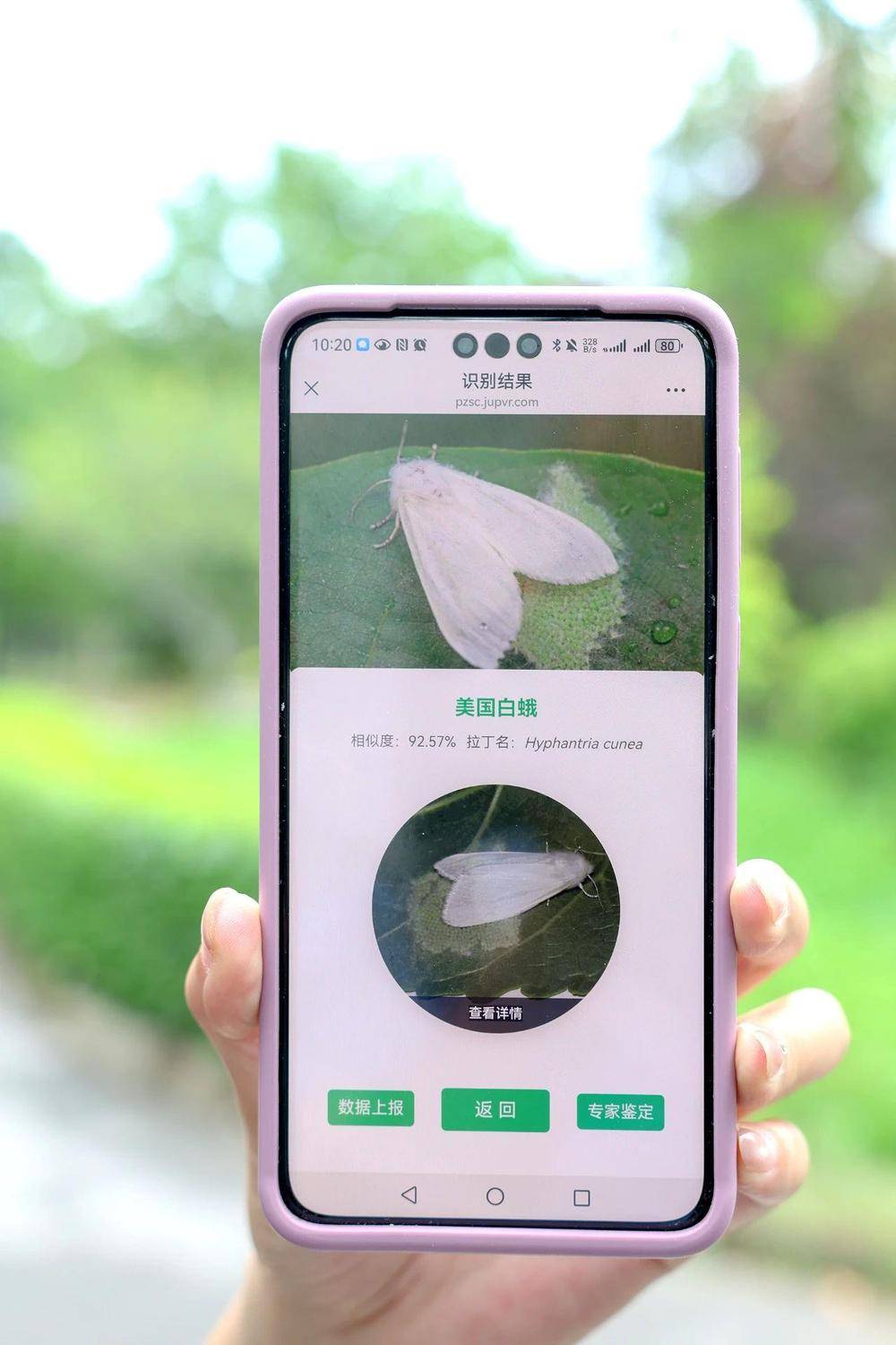 皇冠信用網平台出租_在北京路边看到这种黑色的蛹千万别动 网友：有“编制”