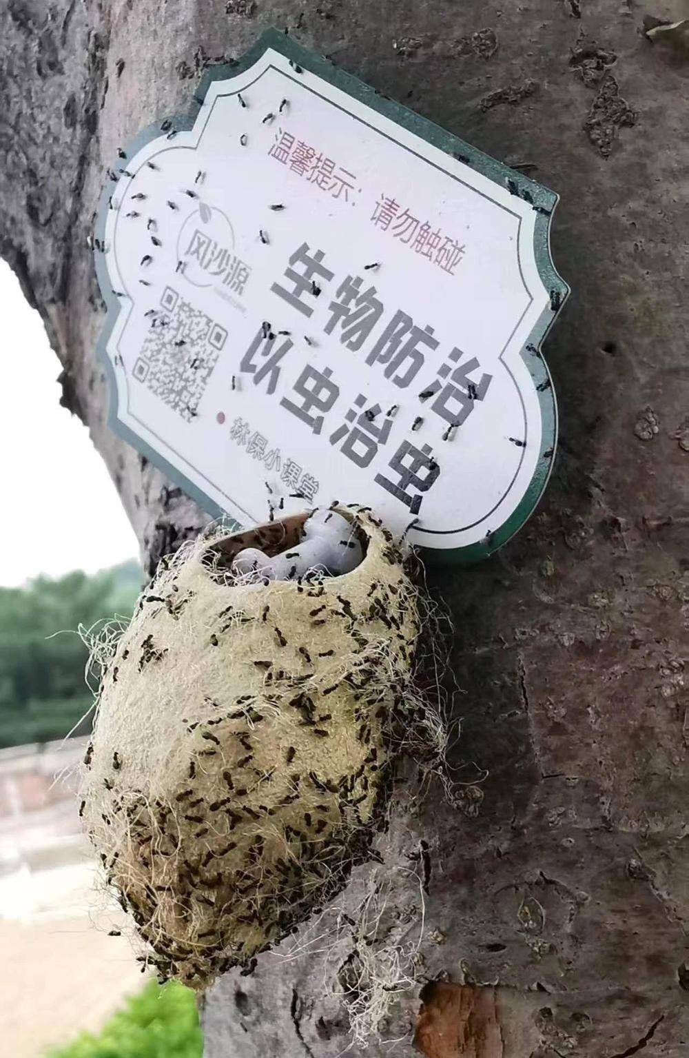 皇冠信用網平台出租_在北京路边看到这种黑色的蛹千万别动 网友：有“编制”