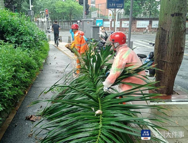 皇冠信用网会员开户_强风袭击皇冠信用网会员开户，深圳已出现树木倒伏！有行人被砸伤，非必要不出门
