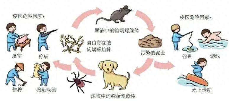 皇冠信用網登3代理_致死率高达70%皇冠信用網登3代理，雨季高发，警惕危险的“鼠尿病”