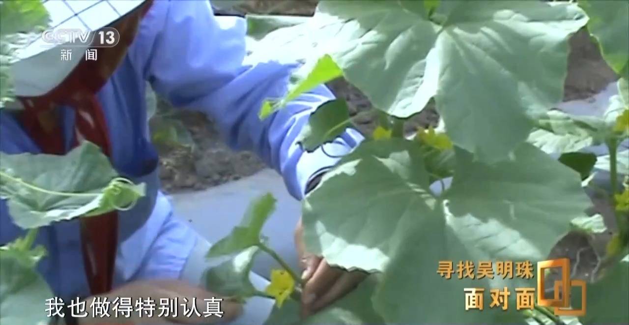 皇冠信用网怎么申请_面对面丨中国人的吃瓜自由要感谢她皇冠信用网怎么申请！吴明珠说她的一生就是结几个好瓜献给人民