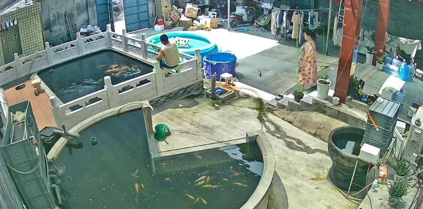 皇冠信用網怎么开户_新乡一男子喂鱼忘送娃上课被妻子踹进鱼池：妻子怀孕脾气有时候控制不住皇冠信用網怎么开户，互相道了歉