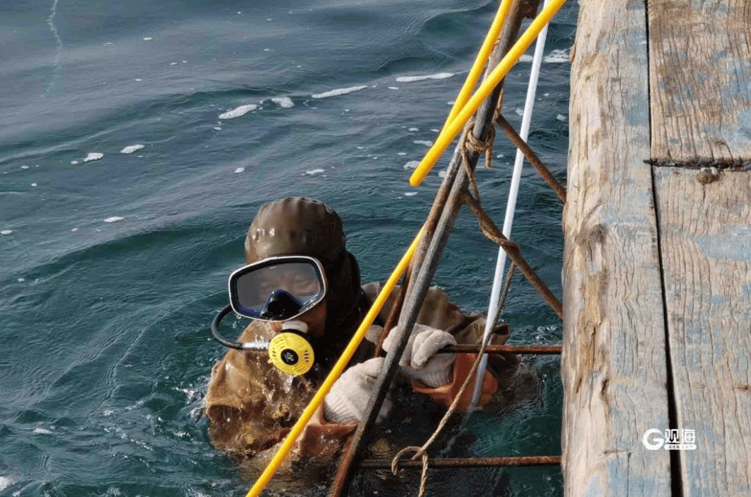 皇冠信用網怎么租_山东青岛海螺大爆发皇冠信用網怎么租,潜水员称十年难遇:根本抓不完,3小时赚3500元