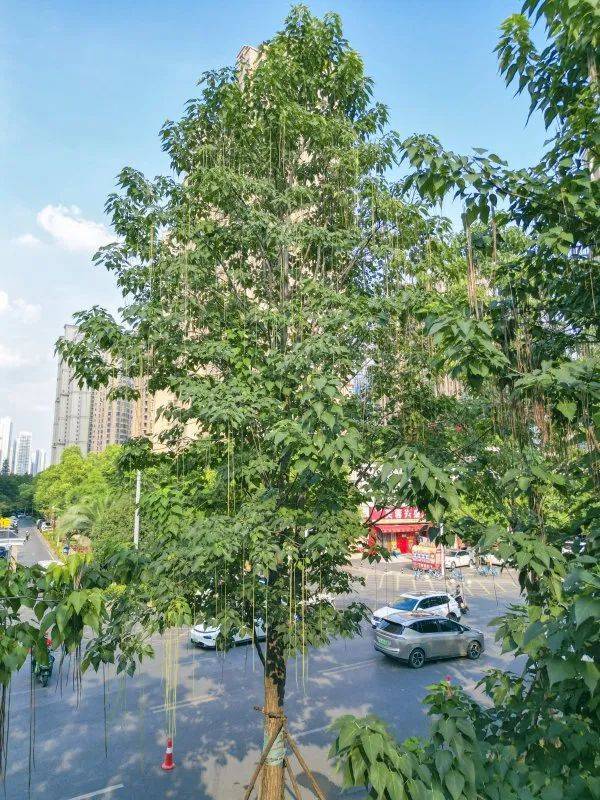 皇冠信用網代理出租_武汉这条路上大量出现皇冠信用網代理出租,长达1米!到底是啥?