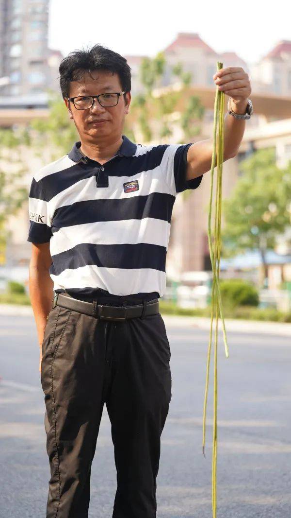 皇冠信用網代理出租_武汉这条路上大量出现皇冠信用網代理出租,长达1米!到底是啥?