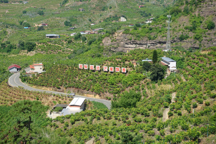 皇冠信用網开户_项目投资总额近15亿元 攀枝花攀果（芒果）产业发展大会在盐边举行