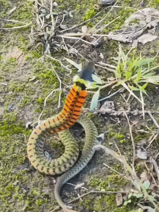 皇冠信用网会员_内蒙古赤峰有人拍到了“鸡脖子蛇”皇冠信用网会员，有毒！千万小心！