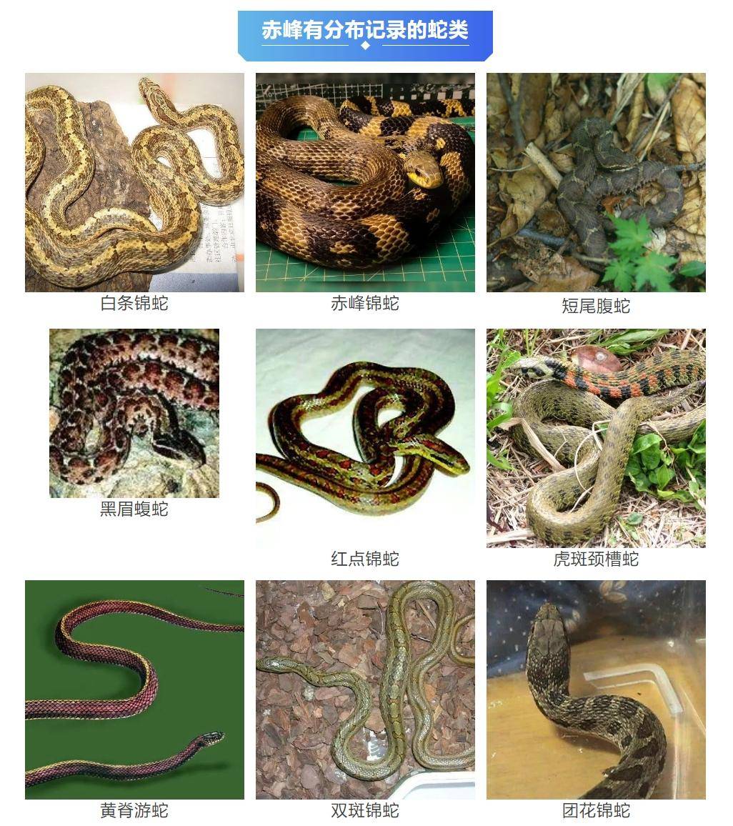 皇冠信用网会员_内蒙古赤峰有人拍到了“鸡脖子蛇”皇冠信用网会员，有毒！千万小心！