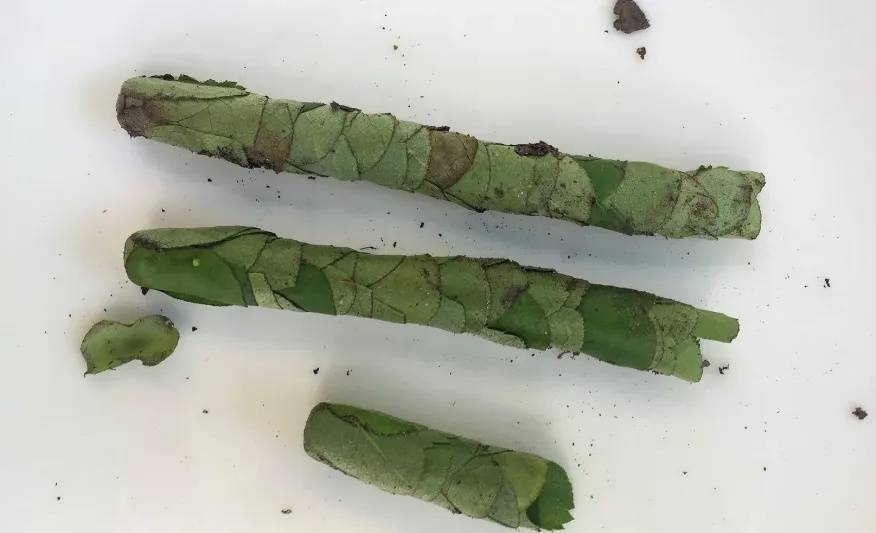 皇冠abcd类型網_咬开桃子发现一堆树叶？莫慌皇冠abcd类型網！你是遇到了它→