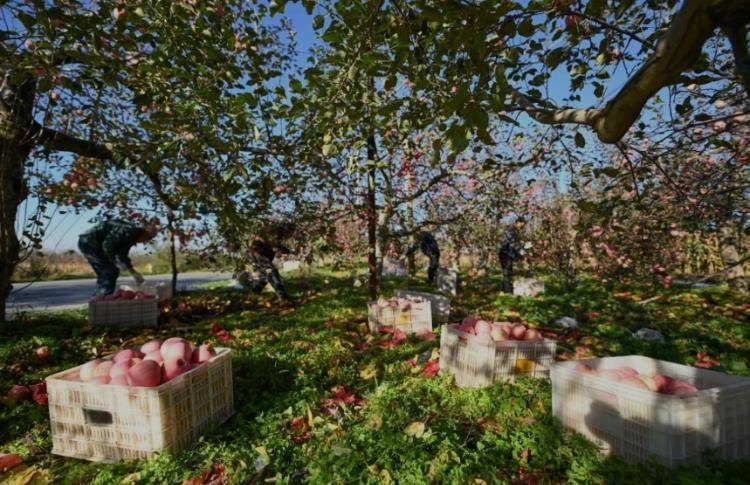 皇冠信用网会员开户_赵露思陷“假助农”风波后皇冠信用网会员开户，陕西一村干部回应：确有企业进村收“冰雹果”，价格比正常果低