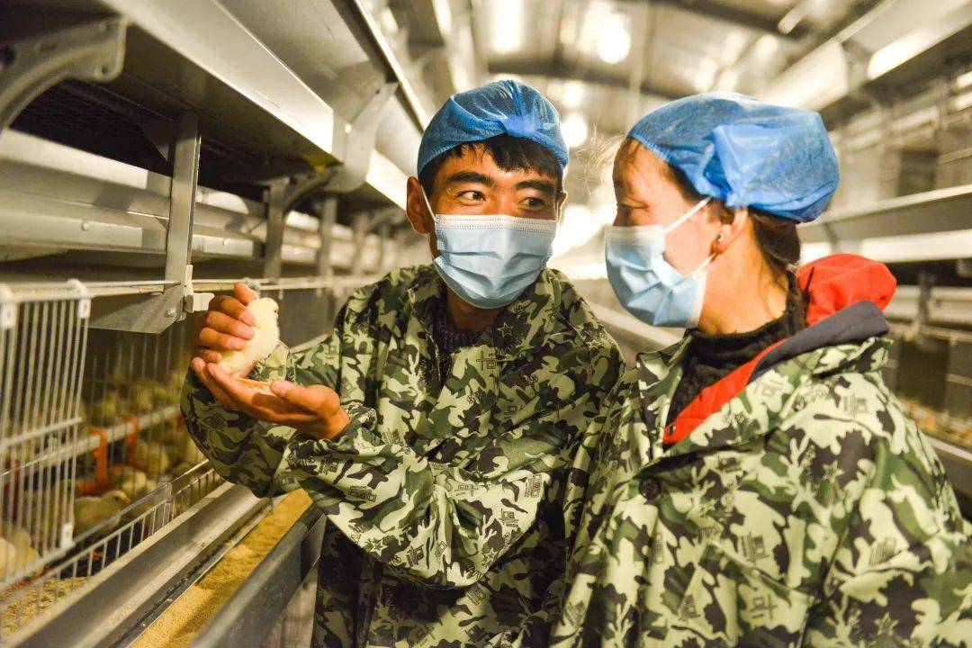 皇冠皇冠平台_县·观察｜乃东：高原沃土的产业振兴之路