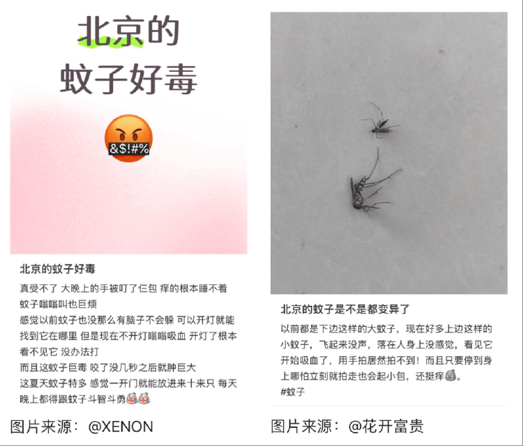 皇冠信用盘占成代理
_全球“最毒”的蚊子皇冠信用盘占成代理
,为何批量北上