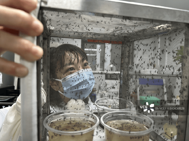 皇冠信用盘占成代理
_全球“最毒”的蚊子皇冠信用盘占成代理
,为何批量北上