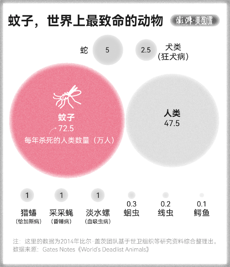 皇冠信用盘占成代理
_全球“最毒”的蚊子皇冠信用盘占成代理
,为何批量北上