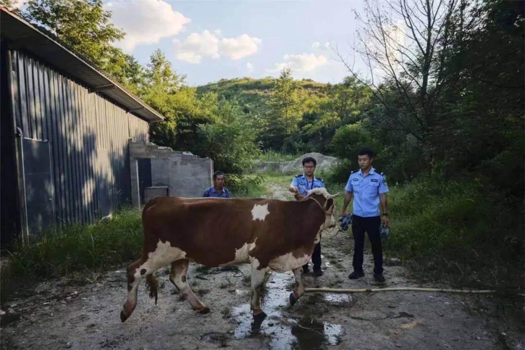 皇冠信用平台出租出售_无人机精准锁定皇冠信用平台出租出售，“牛”到家啦！