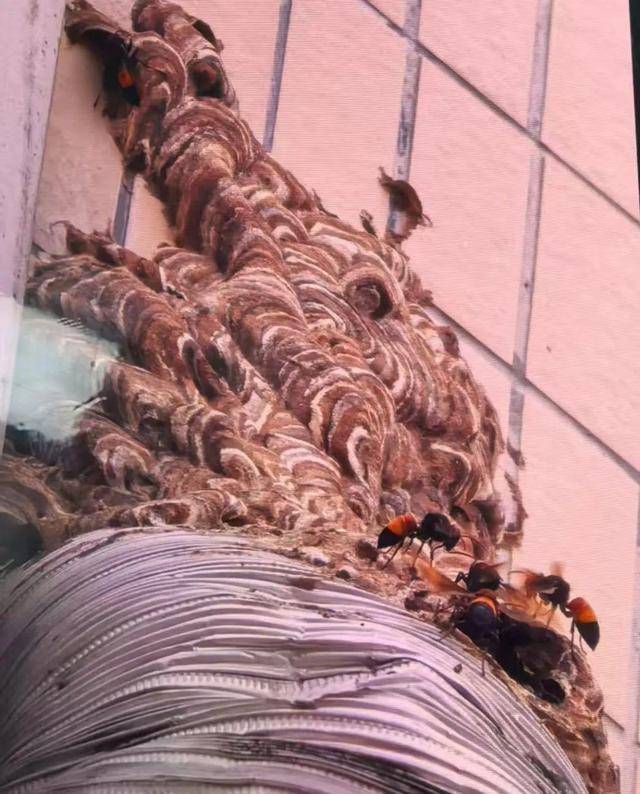 洛杉矶银河vs西雅图海湾人_别招惹！广东一老人中招洛杉矶银河vs西雅图海湾人，不幸去世