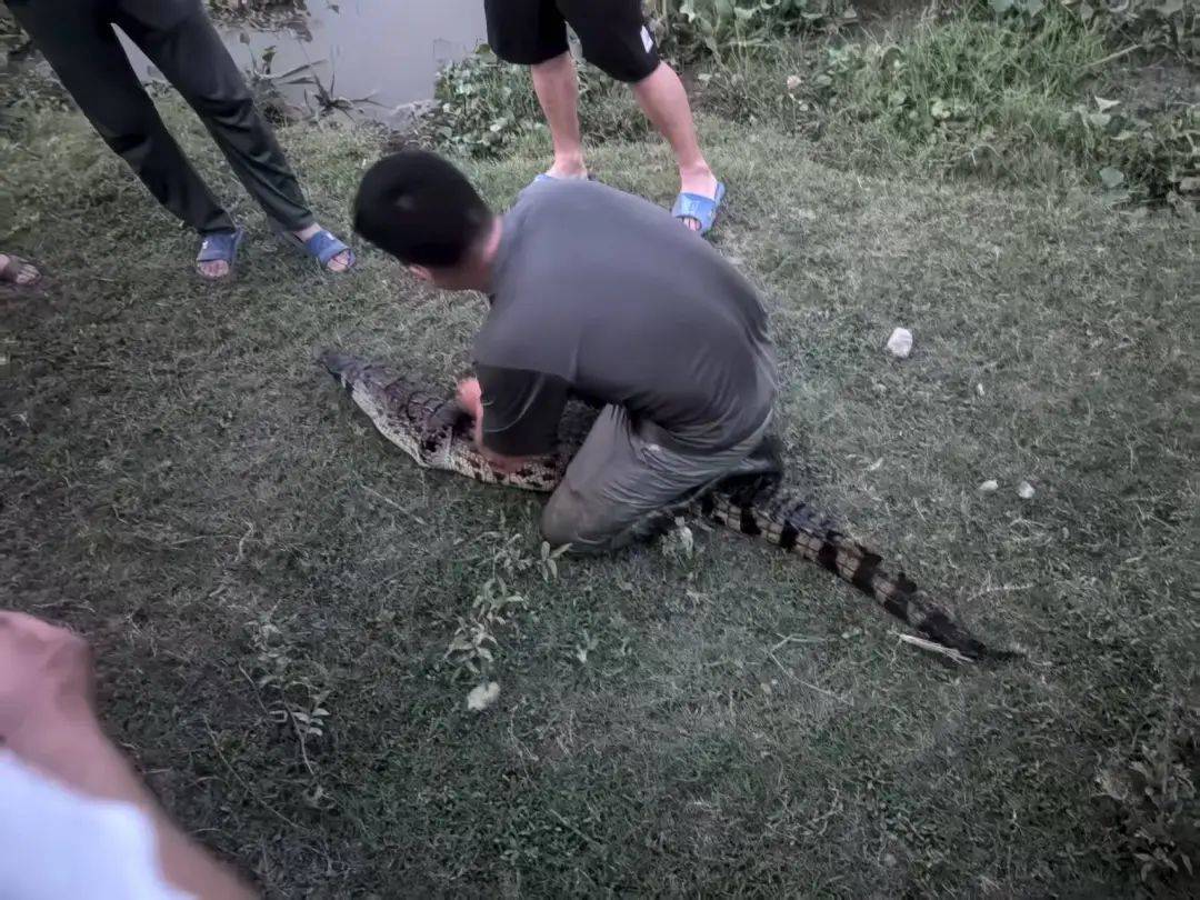 皇冠信用网需要押金吗_武汉发现5条鳄鱼皇冠信用网需要押金吗，已“落网”！系人为放生