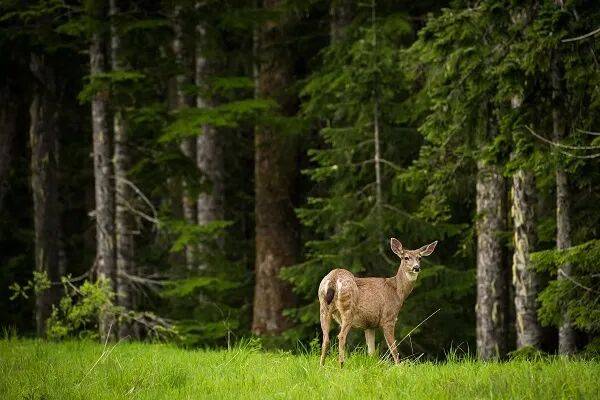 皇冠信用网需要押金吗_武汉发现5条鳄鱼皇冠信用网需要押金吗，已“落网”！系人为放生