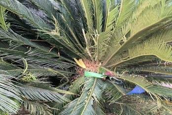 阿塞纳希切万vs卡巴拉_女子与妹妹因清理狗屎发生争执阿塞纳希切万vs卡巴拉，将2只狗从21楼扔下摔死，狗买回不到一个月，最小1斤重