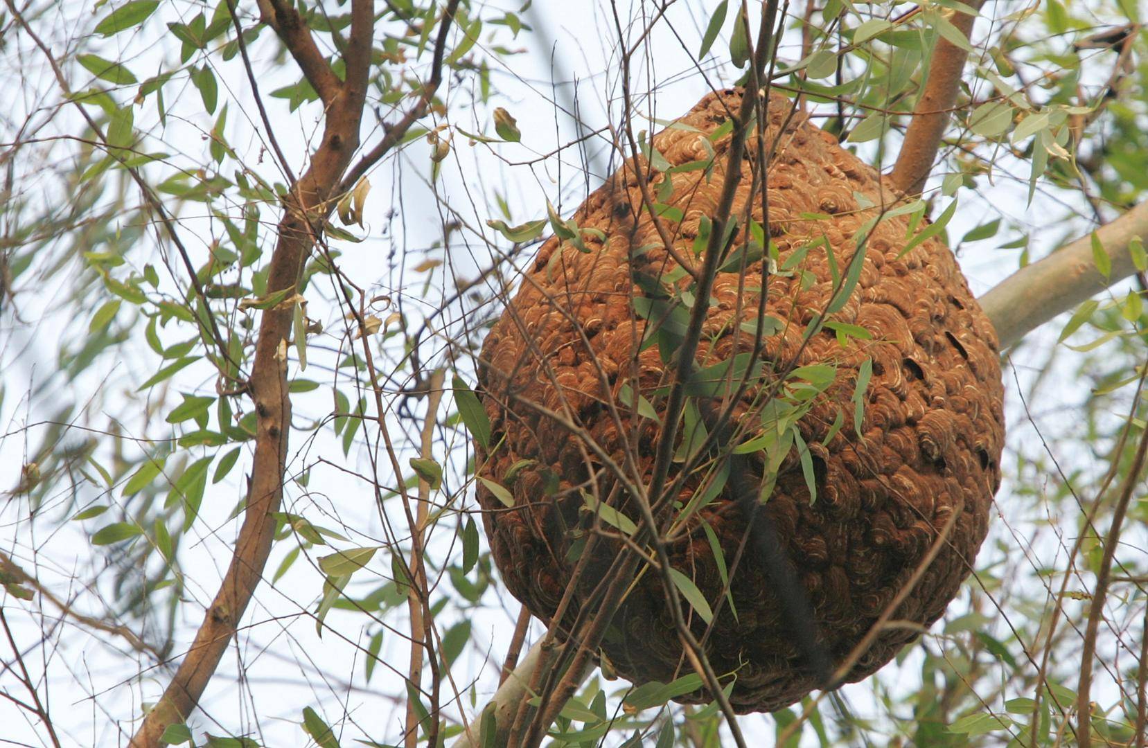 世界杯足球赛程_两儿童遭蜂群蜇伤身亡世界杯足球赛程，养蜂人涉过失致人死亡被立案！胡蜂养殖监管存模糊地带