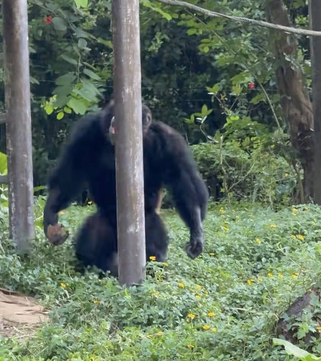 信用网如何申请_黑猩猩丢石头砸伤1岁幼童信用网如何申请，广州长隆回应