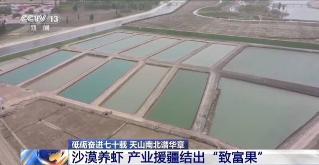 皇冠信用网址_砥砺奋进七十载 天山南北谱华章丨沙漠里养虾让百姓的日子越过越红火