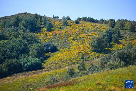 皇冠信用盘代理_初秋的乌兰布统草原